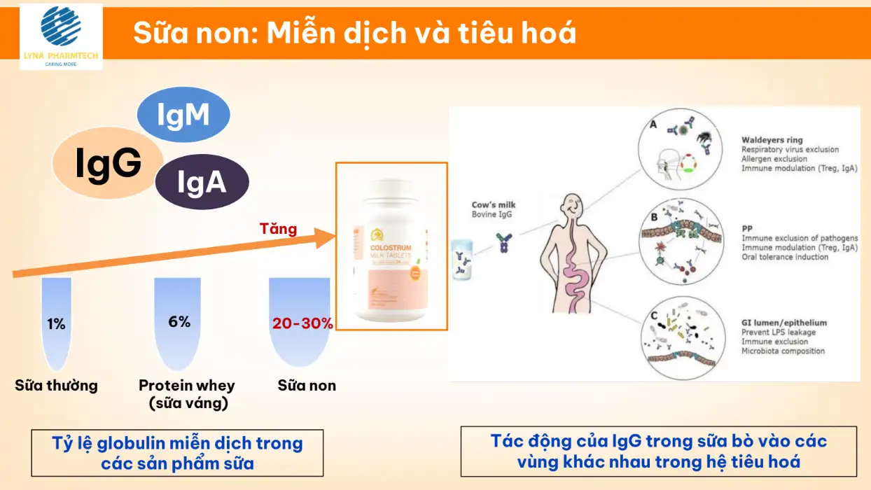 Tác Dụng Của Sữa Non đến Miễn Dịch Và Tiêu Hóa - Dropppii Shops