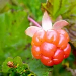 Nước ép Quả Dâu Mây Và Táo Cao Cấp Bonne 1 Lít - Quả Dâu Mây - 9Mart.vn