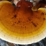 Ảnh Nấm Linh Chi Thành Đồng - 9Mart.vn