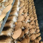 Ảnh Thực Tế Nấm Linh Chi Thành Đồng - 9Mart.vn