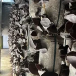 Nấm Mèo Thành Đồng - 9Mart.vn (2)