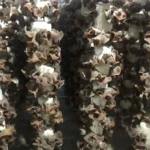 Nấm Mèo Thành Đồng - 9Mart.vn (3)