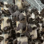 Nấm Mèo Thành Đồng - 9Mart.vn (4)