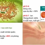 Công Nghệ Bao Kép Giúp Lợi Khuẩn Sống Sót Hơn 90% Qua Dạ Dày Và Phóng Thích Hoàn Toàn ở Ruột Non Khi Gặp Ph Phù Hợp - 9Mart.vn