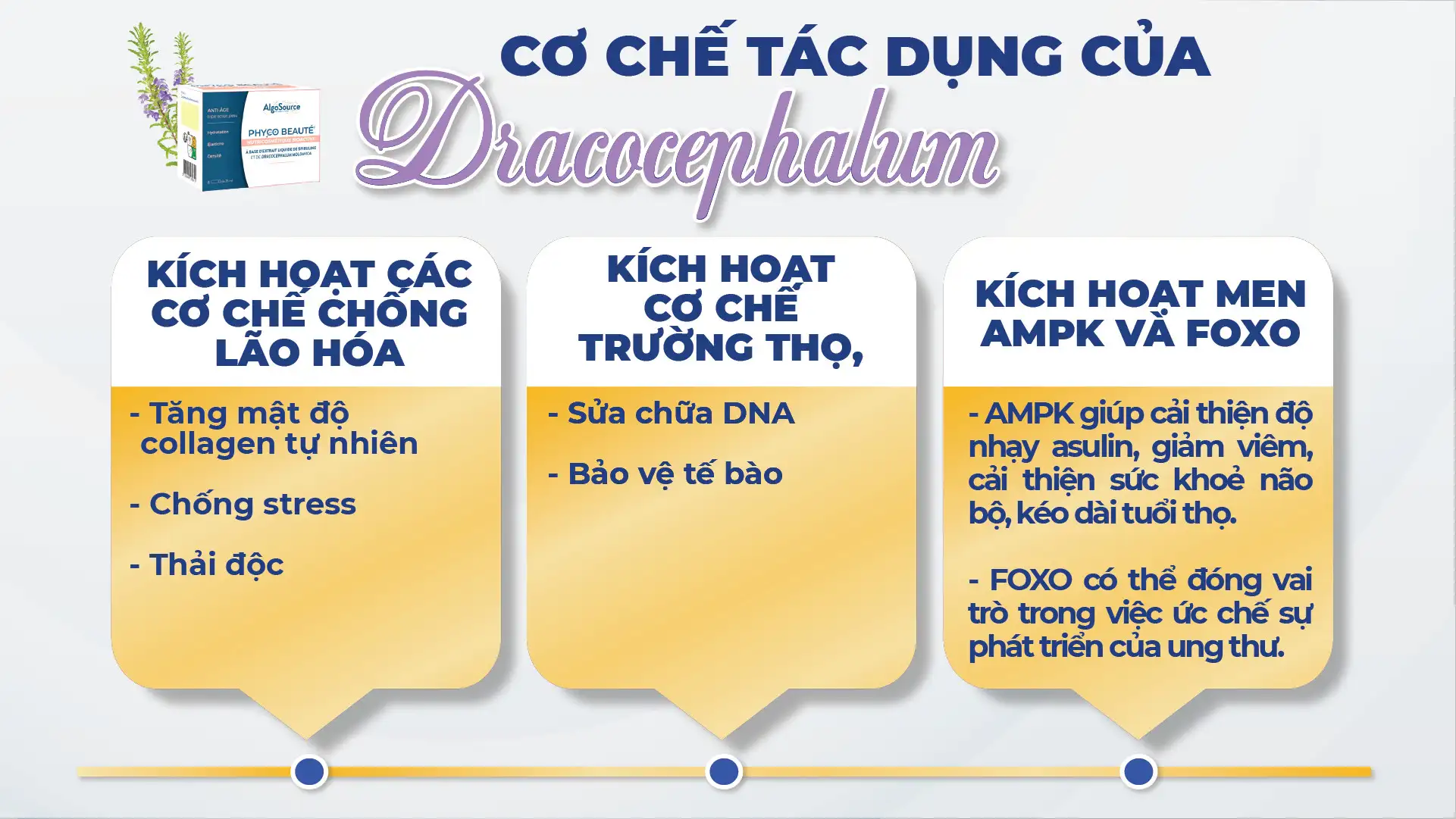 Cơ Chế Tác Dụng Của Dracocephalum